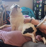 Un American Bully Staffy Bull Terrier allongé sur les cuisses d'une personne