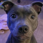 Un American Bully Staffy Bull Terrier regardant vers la caméra