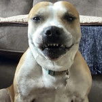 Un American Bully Staffy Bull Terrier regardant vers la caméra et portant un collier au cou