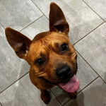 Un American Bully Staffy Bull Terrier assis sur un parquet et tirant la langue