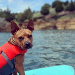 Un American Bully Staffy Bull Terrier sur une pirogue et portant un gilet de sauvetage