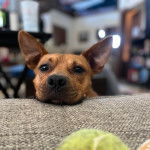Un American Bully Staffy Bull Terrier regardant vers la caméra