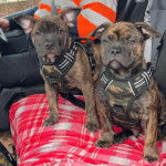 Deux American Bully Staffy Bull Terrier assis sur le siège d'un véhicule 