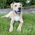 Un American Bully Staffy Bull Terrier sur un terrain herbeux