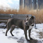 Un American Bully Staffy Bull Terrier sur une surface enneigée et portant un collier au cou