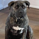 Un American Bully Staffy Bull Terrier assis sur un parquet et portant une ceinture