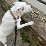 Un American Bully Staffy Bull Terrier tenu en laisse