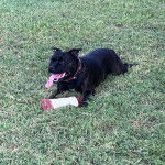 Un American Bully Staffy Bull Terrier assis sur un terrain herbeux et portant un collier au cou