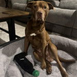 Un American Bully Staffy Bull Terrier assis dans un panier et regardant vers la caméra