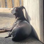 Un American Bully Staffy Bull Terrier allongé contre une porte en bois