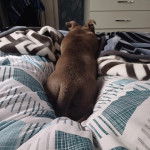 Un American Bully Staffy Bull Terrier allongé sur un lit