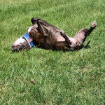 Un American Bully Staffy Bull Terrier allongé sur une surface herbeuse et portant un collier au cou