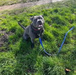 Un American Bully Staffy Bull Terrier assis sure surface herbeuse portant un harnais et tenu en laisse