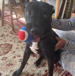 Un American Bully Staffy Bull Terrier assis sur un tapis et tenant une peluche dans sa gueule