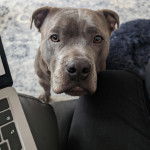 Un American Bully Staffy Bull Terrier regardant vers la caméra