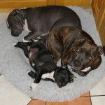 Trois American Bully Staffy Bull Terrier allongé dans un panier