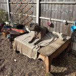 Un American Bully Staffy Bull Terrier allongé sur une table