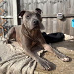Un American Bully Staffy Bull Terrier allongé sur une table