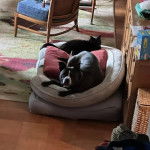 Un American Bully Staffy Bull Terrier alongé dans un panier pour chien