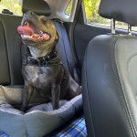 Un American Bully Staffy Bull Terrier assis dans un véhicule et portant un collier autour du cou