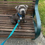 Un American Bully Staffy Bull Terrier assis sur un banc en bois et tenu en laisse 