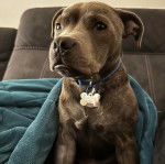 Un American Bully Staffy Bull Terrier assis dans un canapé et portant un collier au cou