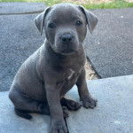 Un American Bully Staffy Bull Terrier regardant vers la caméra