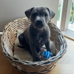 Un American Bully Staffy Bull Terrier assis dans un panier