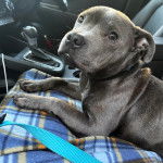 Un American Bully Staffy Bull Terrier allongé sur le siège d'un véhicule