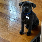 Un American Bully Staffy Bull Terrier sur un parquet et portant un collier au cou