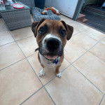 Un American Bully Staffy Bull Terrier sur un sol carrelé et portant un collier au cou