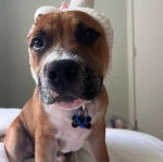 Un American Bully Staffy Bull Terrier assis sur un lit portant un bonnet sur la tête et un collier au cou