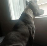 Un American Bully Staffy Bull Terrier regardant par la fenêtre