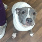 Un American Bully Staffy Bull Terrier assis sur un parquet et recouvert d'une serviette