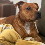 Un American Bully Staffy Bull Terrier allongé sur une couverture