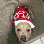 Un American Bully Staffy Bull Terrier sur une moquette et portant une costume pour chien