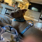 Un American Bully Staffy Bull Terrier allongé sur un lit et portant un harnais