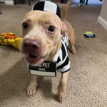 Un American Bully Staffy Bull Terrier sur une moquette et portant un costume pour chien