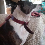 Un American Bully Staffy Bull Terrier portant une ceinture autour du cou et ouvrant la gueule