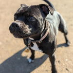 Un American Bully Staffy Bull Terrier portant un collier au cou