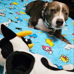 Un American Bully Staffy Bull Terrier allongé sur un lit et portant un collier au cou