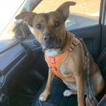 Un American Bully Staffy Bull Terrier assis sur le siège d'une voiture et portant un harnais