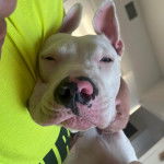 Un American Bully Staffy Bull Terrier regardant vers la caméra et portant un collier