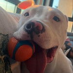 Un American Bully Staffy Bull Terrier tenant une balle dans sa gueule