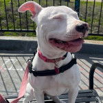 Un American Bully Staffy Bull Terrier assis sur une chaise et tenu en laisse