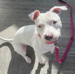 Un American Bully Staffy Bull Terrier assis sur un parquet et tenu en laisse