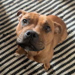 Un American Bully Staffy Bull Terrier sur un tapis et regardant vers la caméra