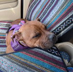 Un American Bully Staffy Bull Terrier allongé sur le siège d'une voiture et portant un harnais