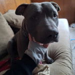 Un American Bully Staffy Bull Terrier assis sur un lit et regardant la caméra