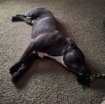 Un American Bully Staffy Bull Terrier allongé sur une moquette et semblant dormir